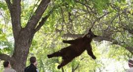 (Vidéo)🐻 Un ours anesthésié tombe d&rsquo;un arbre en pleine ville — les images impressionnantes font le buzz