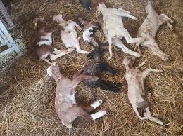 300 animaux abandonnés sans eau, au milieu de cadavres : «un film d&rsquo;horreur» dans une ferme du Tarn