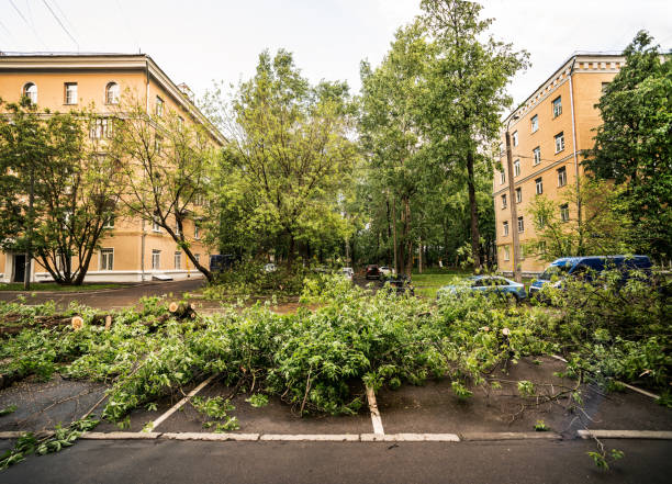 Bisceglie : une collégienne de 12 ans tuée par un arbre déraciné en sortant de l&rsquo;école