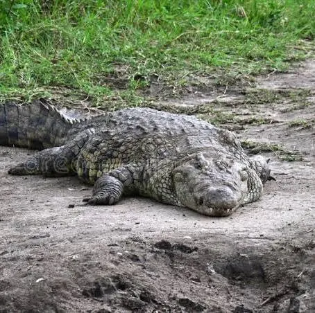 Un crocodile lesté et enchaîné repêché dans un canal à Roubaix