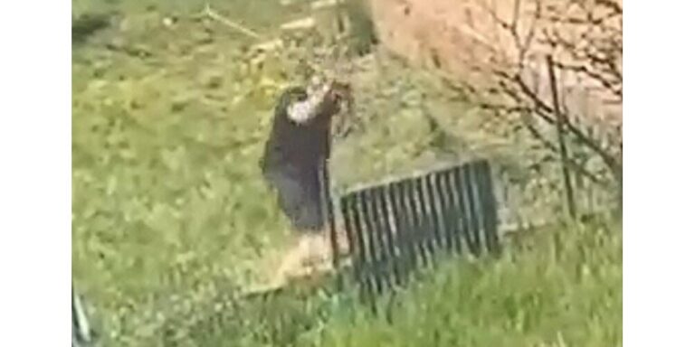 (Vidéo) Héricourt (Haute-Saône) : filmé en train de frapper des chiens, l’homme se défend et se rend à la police