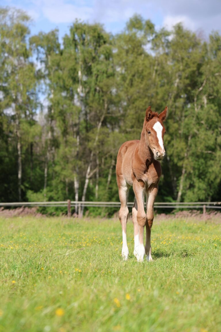 Doubs : un éleveur jette un poulain vivant dans une fosse — l’animal meurt, la justice frappe fort