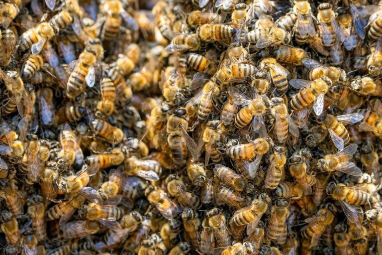 (Vidéo)10 000 abeilles sous la selle d’un vélo devant le Louvre — Paris n’a jamais vu ça