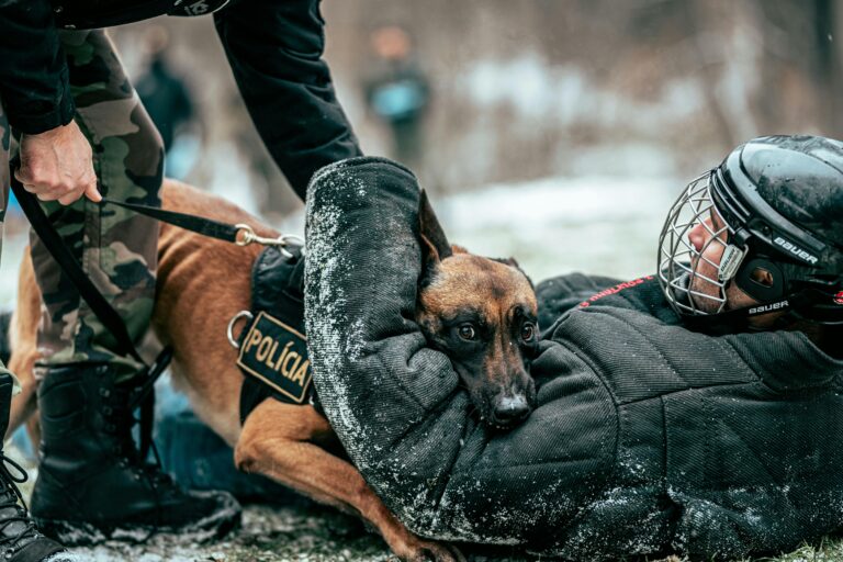 (Vidéo)États-Unis : mordu par un chien policier, il riposte en mordant l’animal lors de son arrestation