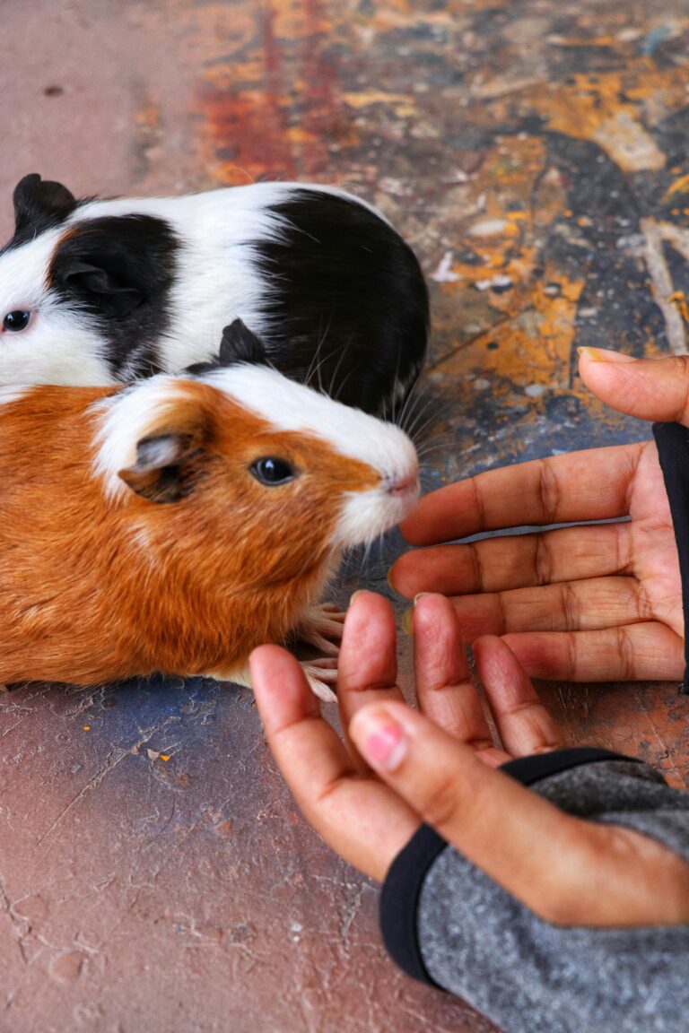 Loire : 47 cochons d’Inde abandonnés dans un parc à Sorbiers, une enquête ouverte
