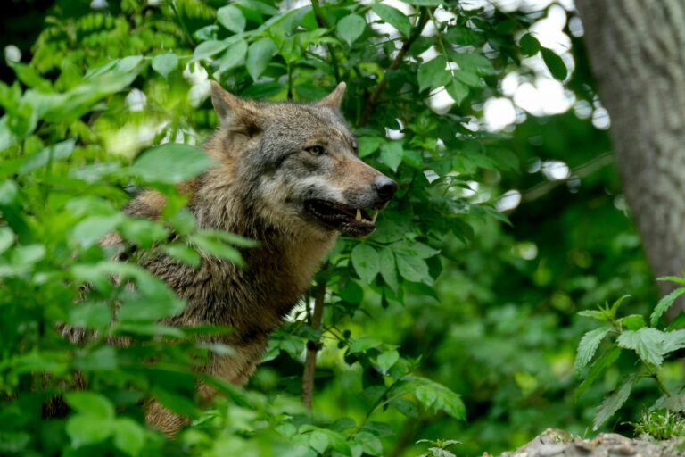 (Vidéo)🐺 Un loup aperçu en pleine ville près de Lyon en pleine nuit, les images intriguent