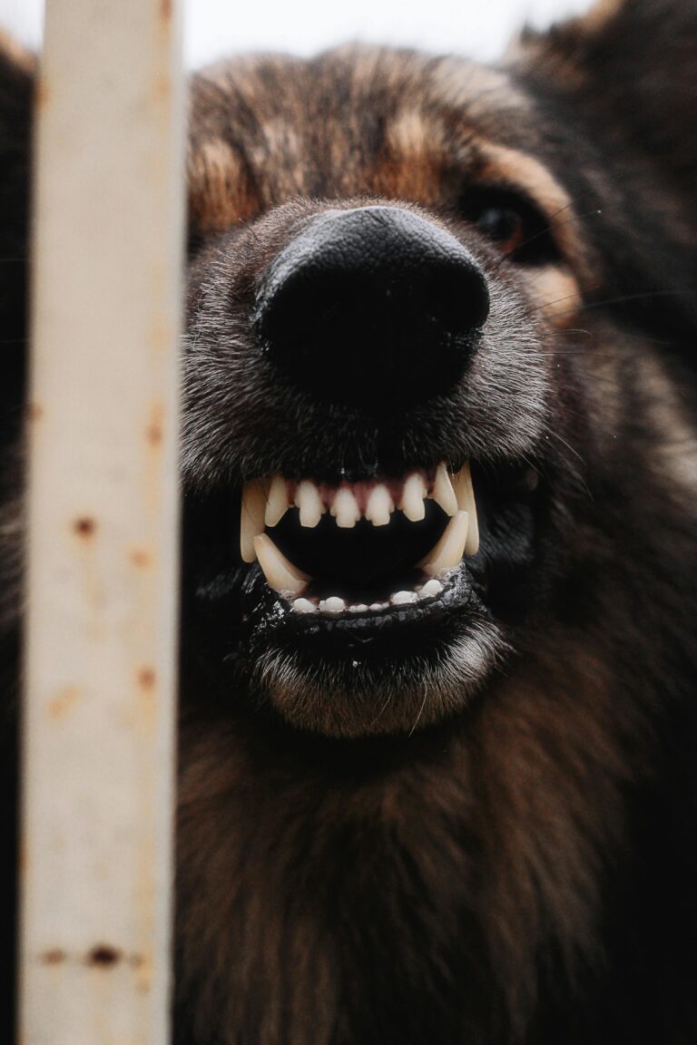 Cinq morsures, pronostic vital engagé : un enfant de 10 ans attaqué par des chiens en forêt dans l’Oise