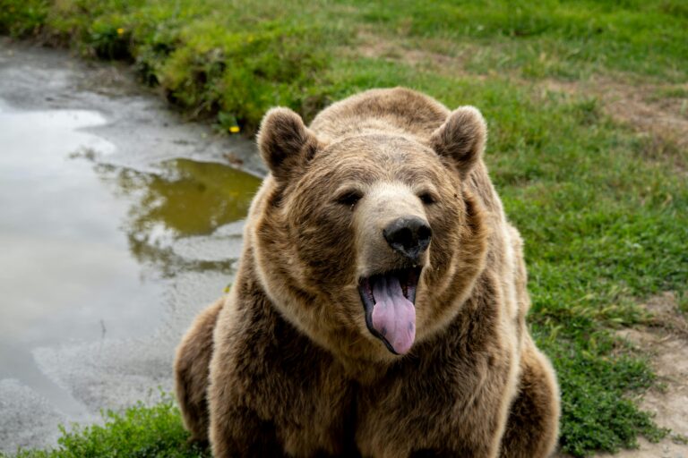 Pologne : une promeneuse tuée par un ours dans les montagnes, une attaque rarissime