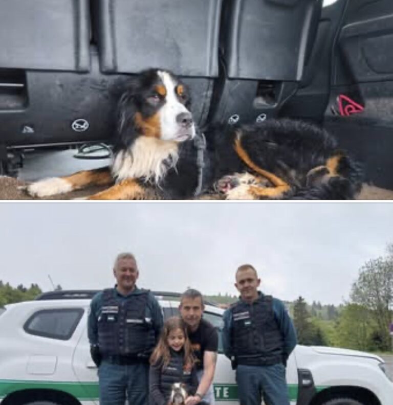 Vosges : disparu 18 jours dans le brouillard du Hohneck, le bouvier bernois Rogue retrouvé sain et sauf grâce à un couple de Belges