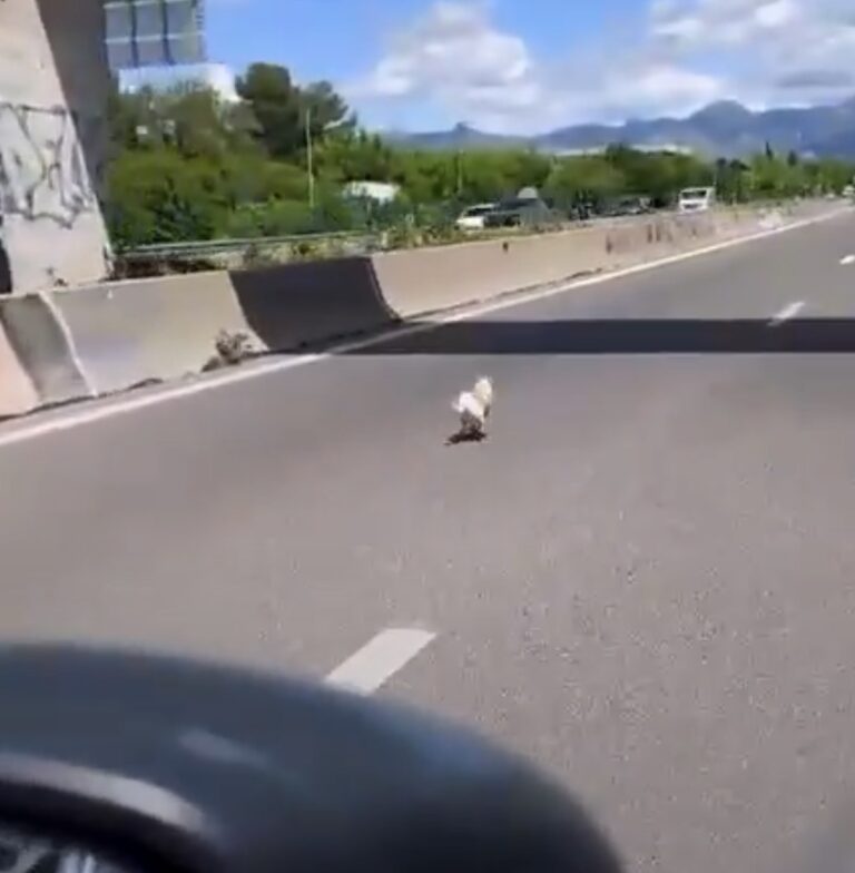 (Vidéo) Aubagne :  échappée de son jardin, la petite chienne Chipie errait seule sur l’A50 avant d’être sauvée in extremis par la brigade canine K9