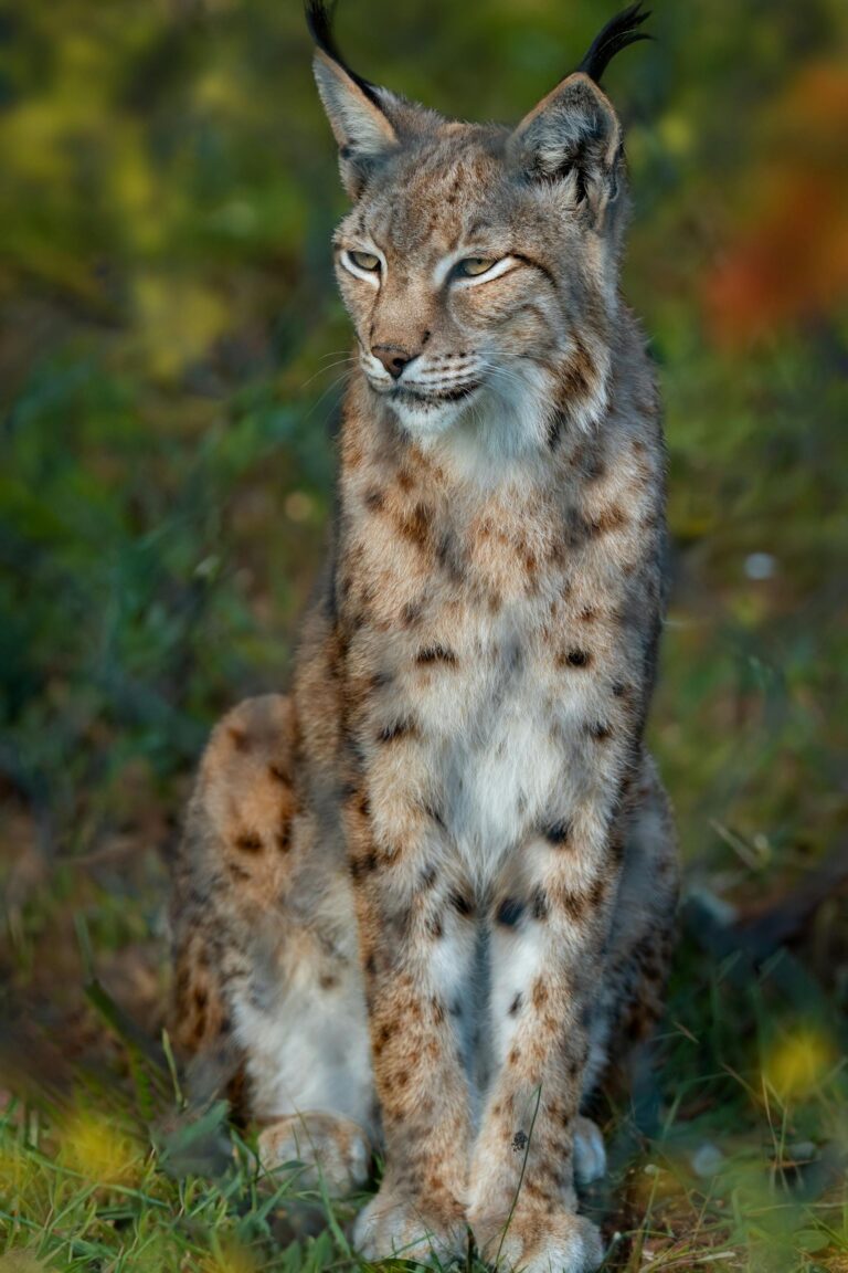 Alsace : une femme de 62 ans condamnée à trois mois avec sursis et 30 000 euros d’amende pour avoir tué à coups de bâton une jeune lynx affamée qui s’en prenait à ses poules