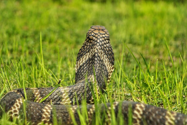 Aperçu une troisième fois en cinq jours, le cobra à lunettes en fuite ne sème pas la panique mais mobilise drones et pièges dans la commune