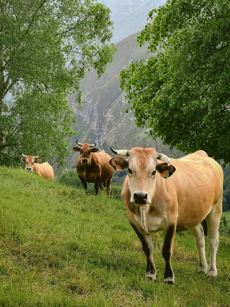 Une femme de 67 ans tuée et son mari de 65 ans grièvement blessé après l’attaque d’un troupeau de vaches sur un sentier de randonnée à Oberlienz