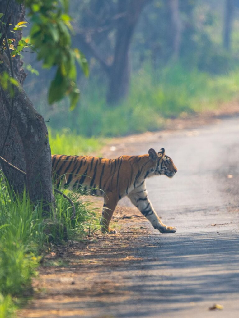 Leipzig en Allemagne : le tigre échappé de l’enclos de la “reine des tigres” Carmen Zander abattu par la police dans des jardins ouvriers après avoir grièvement blessé un soigneur