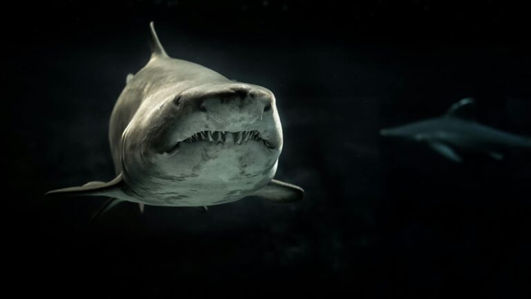 Australie : un homme d’une trentaine d’années tué par un grand requin blanc de quatre mètres lors de sa baignade matinale