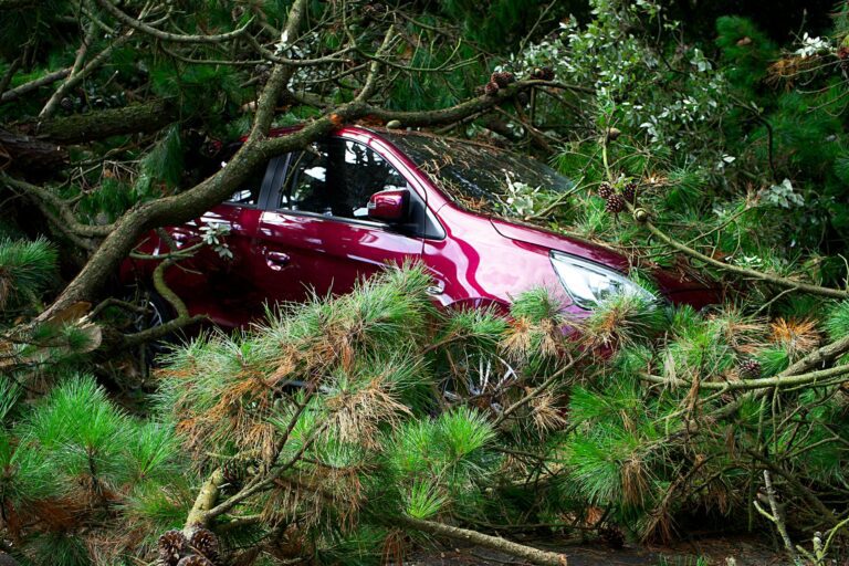 Dijon : un arbre s’effondre sur sa voiture alors qu’elle est au volant, la conductrice miraculeusement indemne