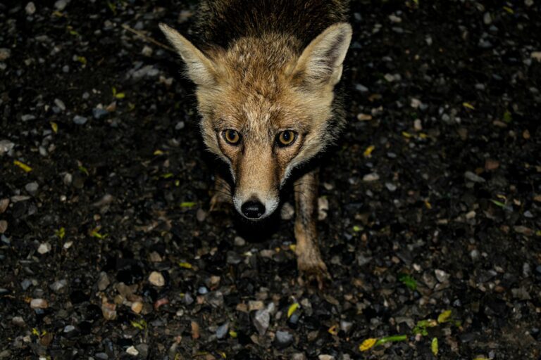 Soupçonnant d’abord un intrus humain, un couple installe une caméra et découvre qu’un renard emportait leurs boules de pétanque chaque nuit