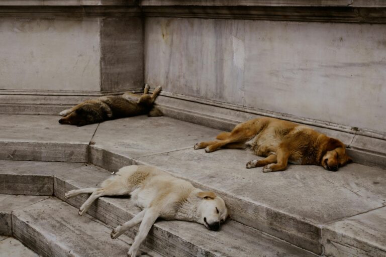 Aude : quatre chiens morts après une balade, un sentier interdit par arrêté