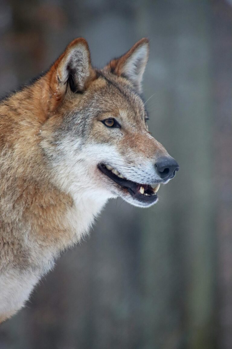 Seine-Maritime : la présence d’une louve en Pays de Bray confirme l’expansion du loup en Normandie, capture réussie ce dimanche