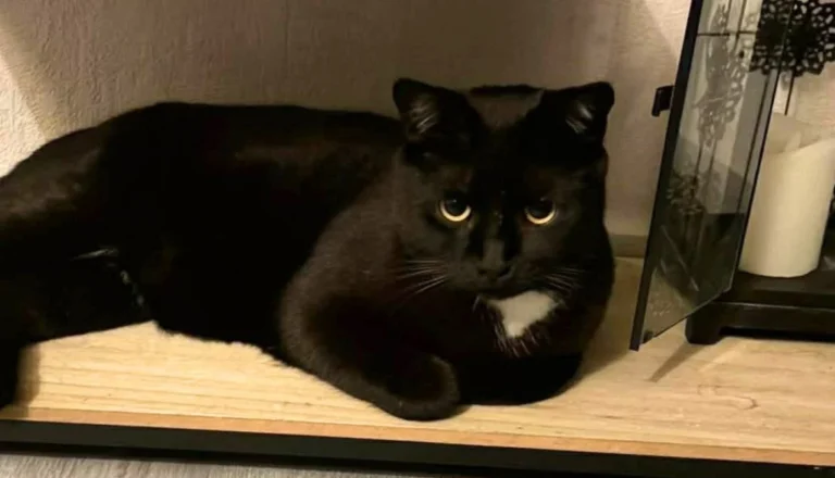 Haute-Saône : retrouvé criblé de plombs, le chat Blacky disparaît mystérieusement