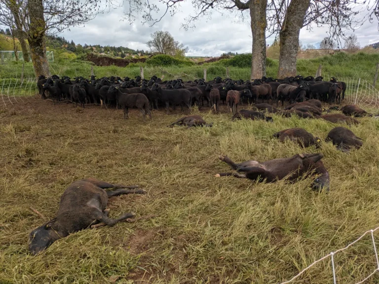 « Un carnage » : un troupeau décimé près de Landos, la piste du loup privilégiée (43)