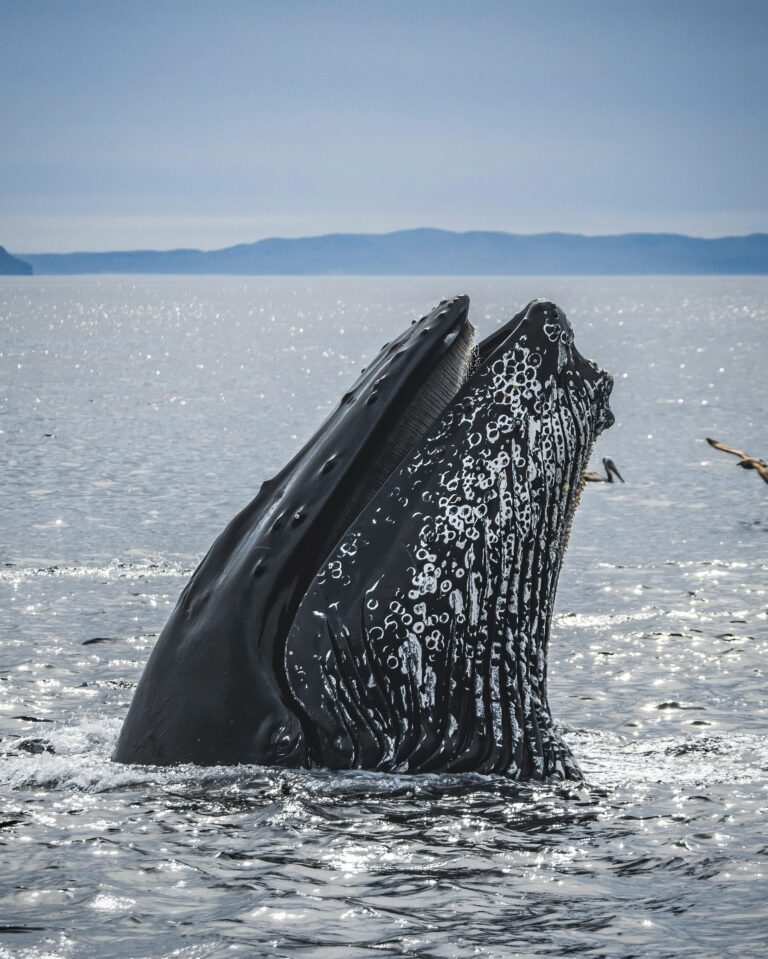 (Vidéo) Collision en mer : un jet-ski heurte une baleine, l’inquiétude grandit