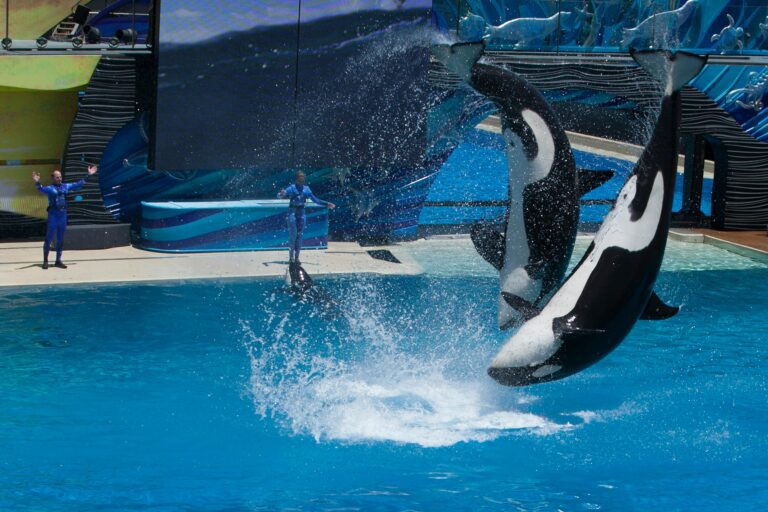 Antibes : le sort des orques et dauphins du Marineland d’Antibes relance la polémique