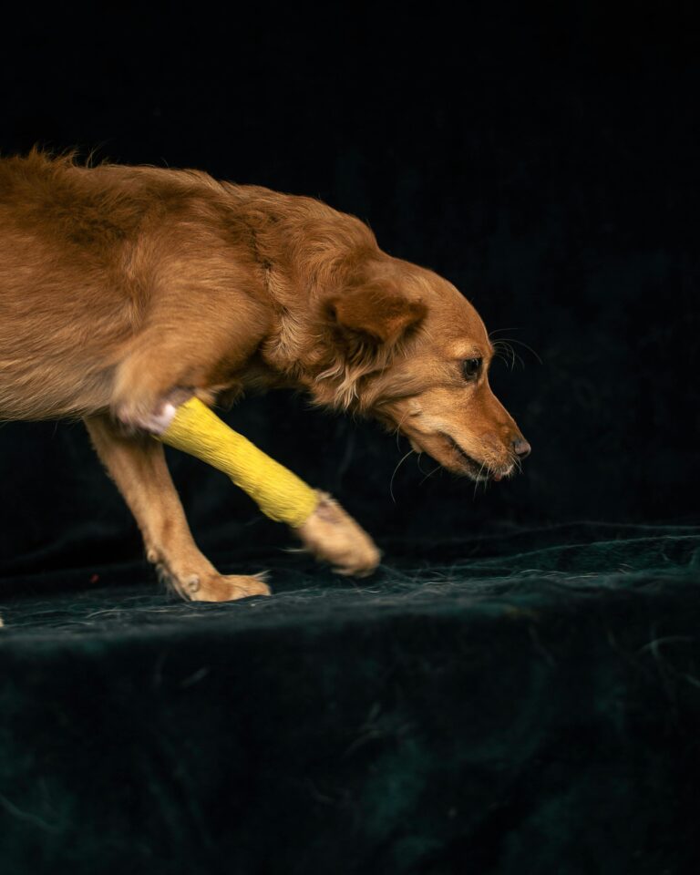 Ouganda : des animaux mutilés pour arnaquer les internautes, une escroquerie choquante révélée