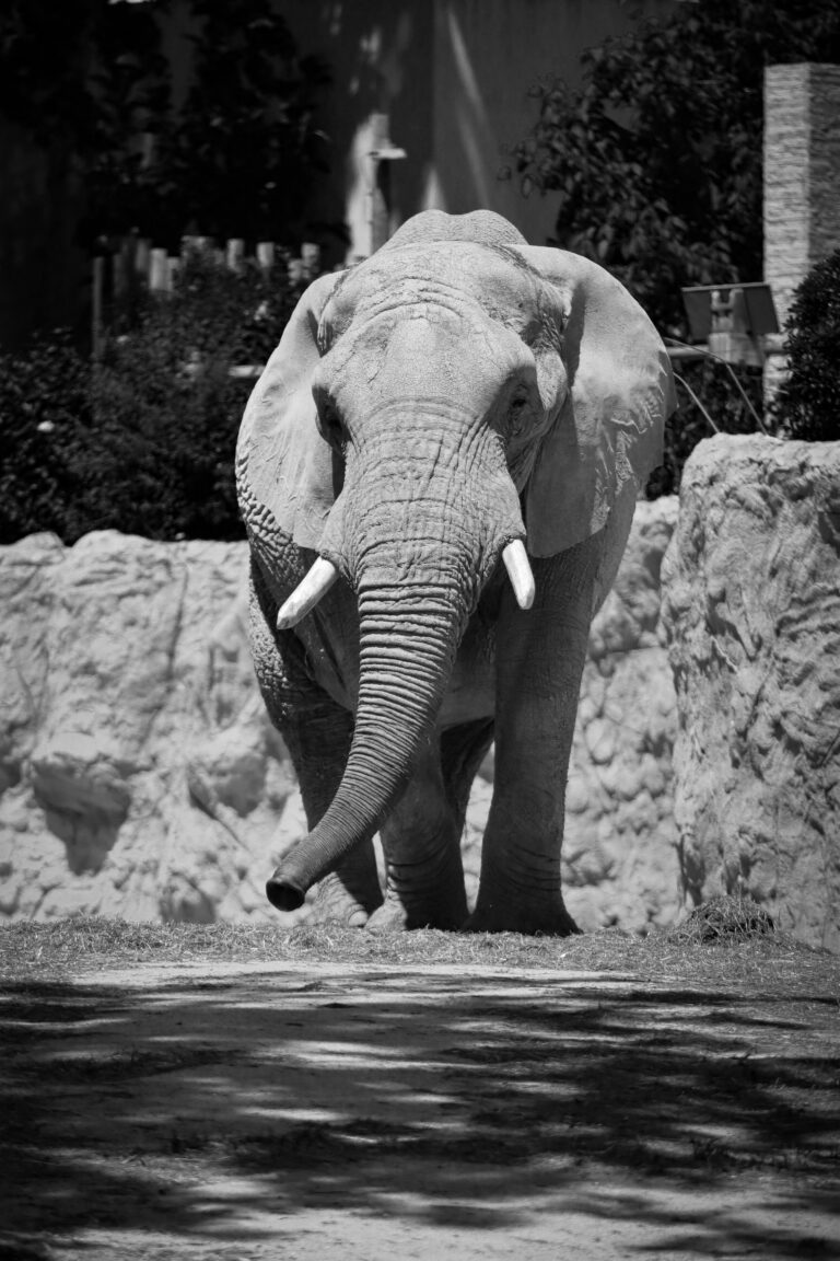 (Vidéo)L’éléphant sacré entre en transe meurtrière — un mort, des voitures retournées et deux heures de terreur au Kerala