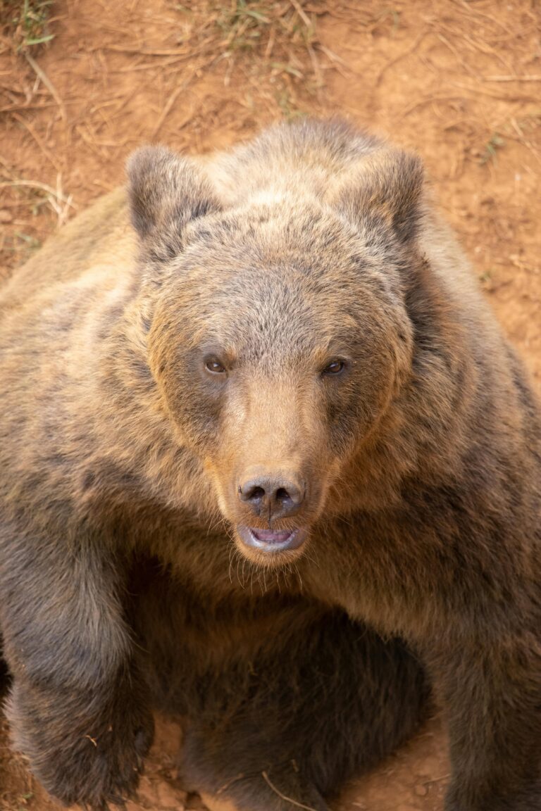 Parti admirer un coucher de soleil dans le parc national de Glacier, le randonneur Anthony Pollio de 33 ans retrouvé mort après une attaque de grizzly