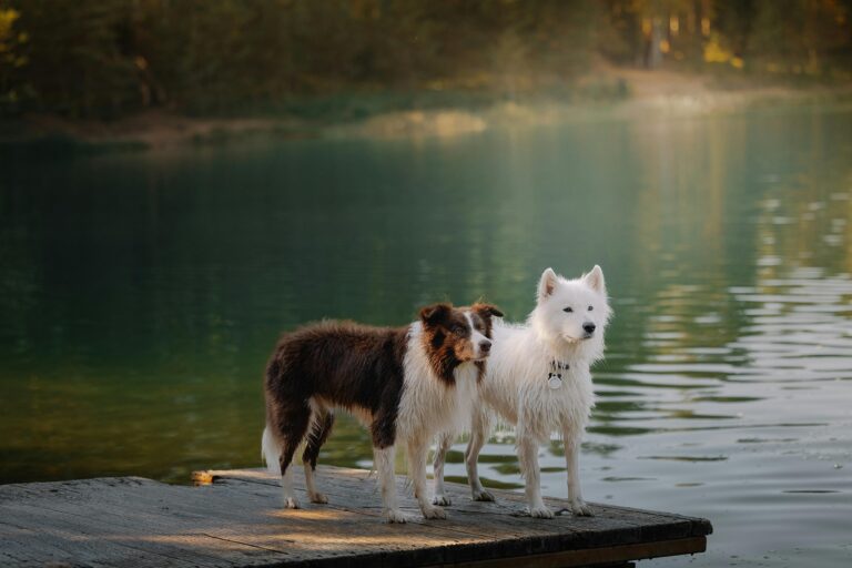 Pelleautier : « en un quart d’heure c’était fini » — cinq chiens touchés après une baignade dans le lac, deux n’ont pas survécu