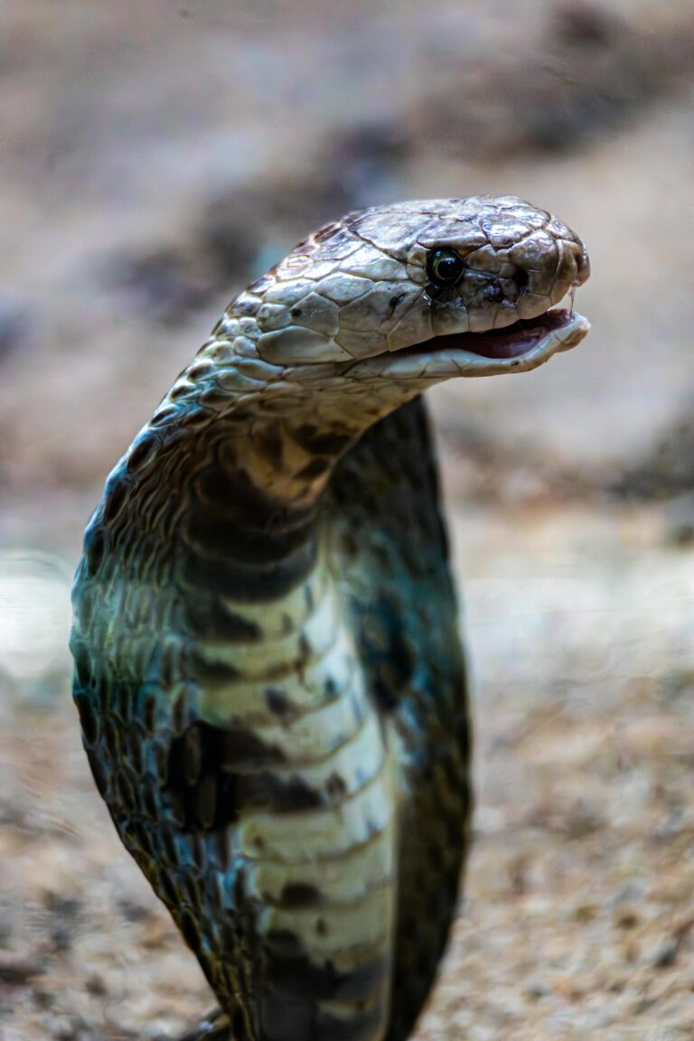 Près de Toulouse : un cobra venimeux en liberté à Castelginest, le collège fermé et les habitants appelés à la prudence