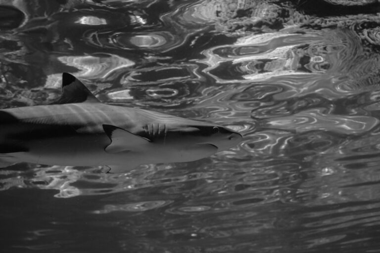(Vidéo)Il voit un requin géant le suivre et continue de surfer en le filmant : les images de Santa Barbara glacent le sang