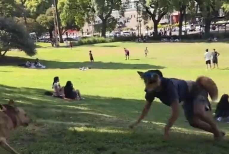 (Vidéo) Val-d’Oise : le phénomène therian s’invite à Sarcelles, des jeunes masqués s’identifiant à des animaux filmés en public