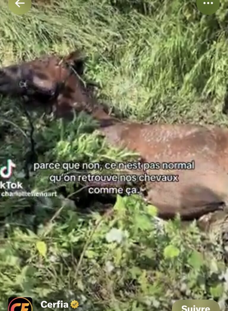 (Vidéo) Wallers dans le Nord : un cheval grièvement blessé dans un fossé et deux autres tagués, la propriétaire porte plainte