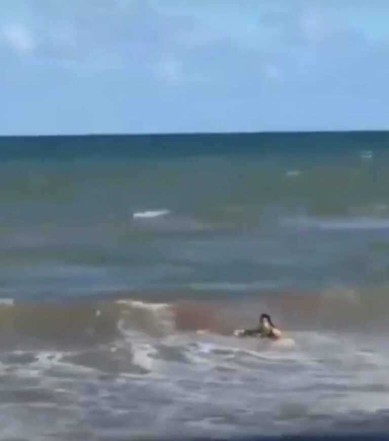 ( vidéo )     Horreur au Brésil : un requin arrache la jambe d’une jeune baigneuse