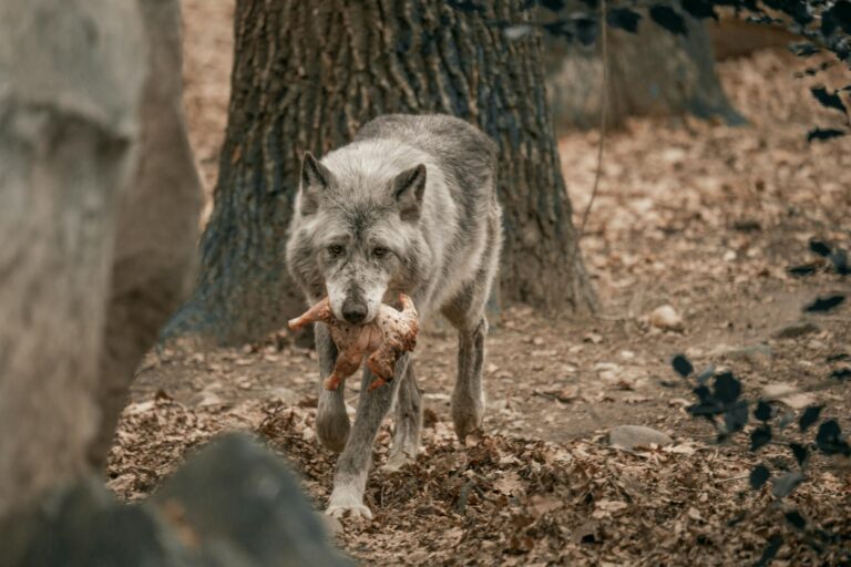 Loire : le loup officiellement confirmé dans le Pilat, 23 communes supplémentaires en zone de prédation régulière, tirs de défense désormais possibles