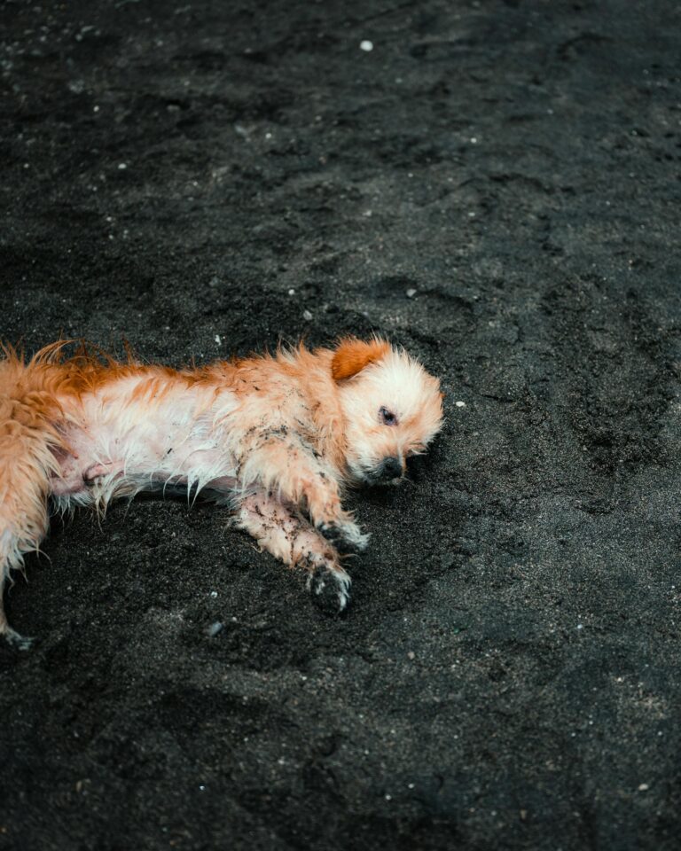 Miribel-Jonage près de Lyon : un chien meurt après s’être baigné au lac des Eaux-Bleues, cyanobactéries suspectées